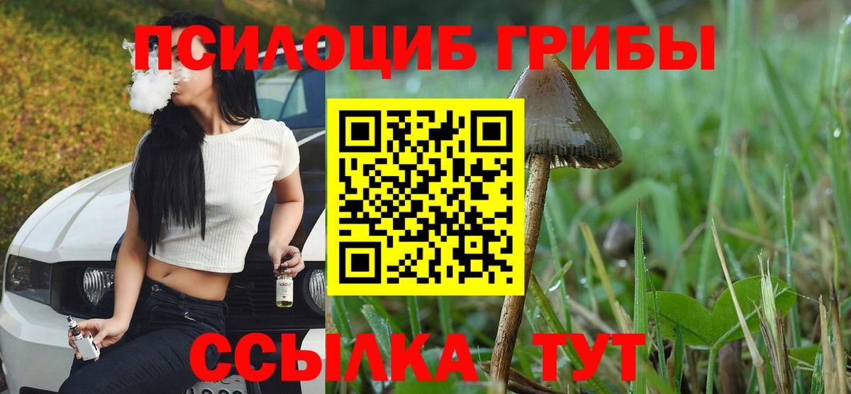 Норильск  Псилоцибиновые грибы Psilocybine cubensis  Вход с VPN 